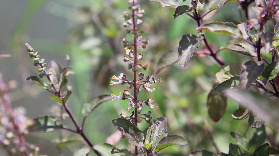 Le Basilic Tulsi : Une Plante Sacrée aux Bienfaits Inestimables