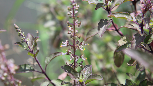 Le Basilic Tulsi : Une Plante Sacrée aux Bienfaits Inestimables