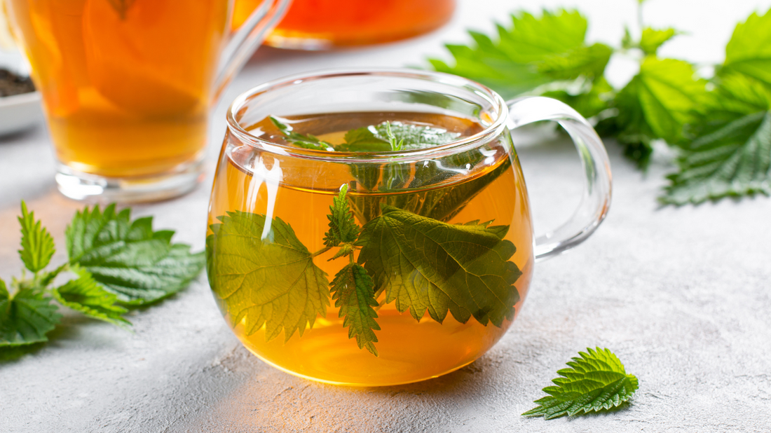 Infusion d'ortie dans une tasse avec feuilles fraîches et séchées en fond naturel