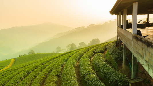 Plantation de thé biologique respectueuse de l’environnement - My Own Tea